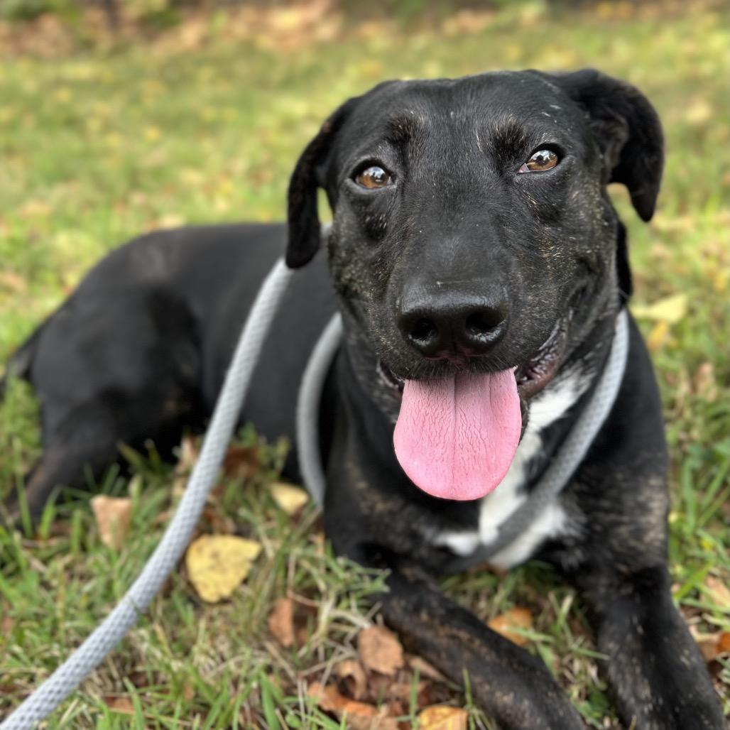 Enlarge Repertoire, a Adoptable Mixed Breed in Asheville, NC image 5/6