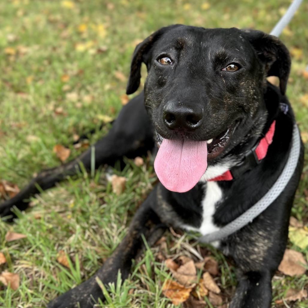Enlarge Repertoire, a Adoptable Mixed Breed in Asheville, NC image 6/6