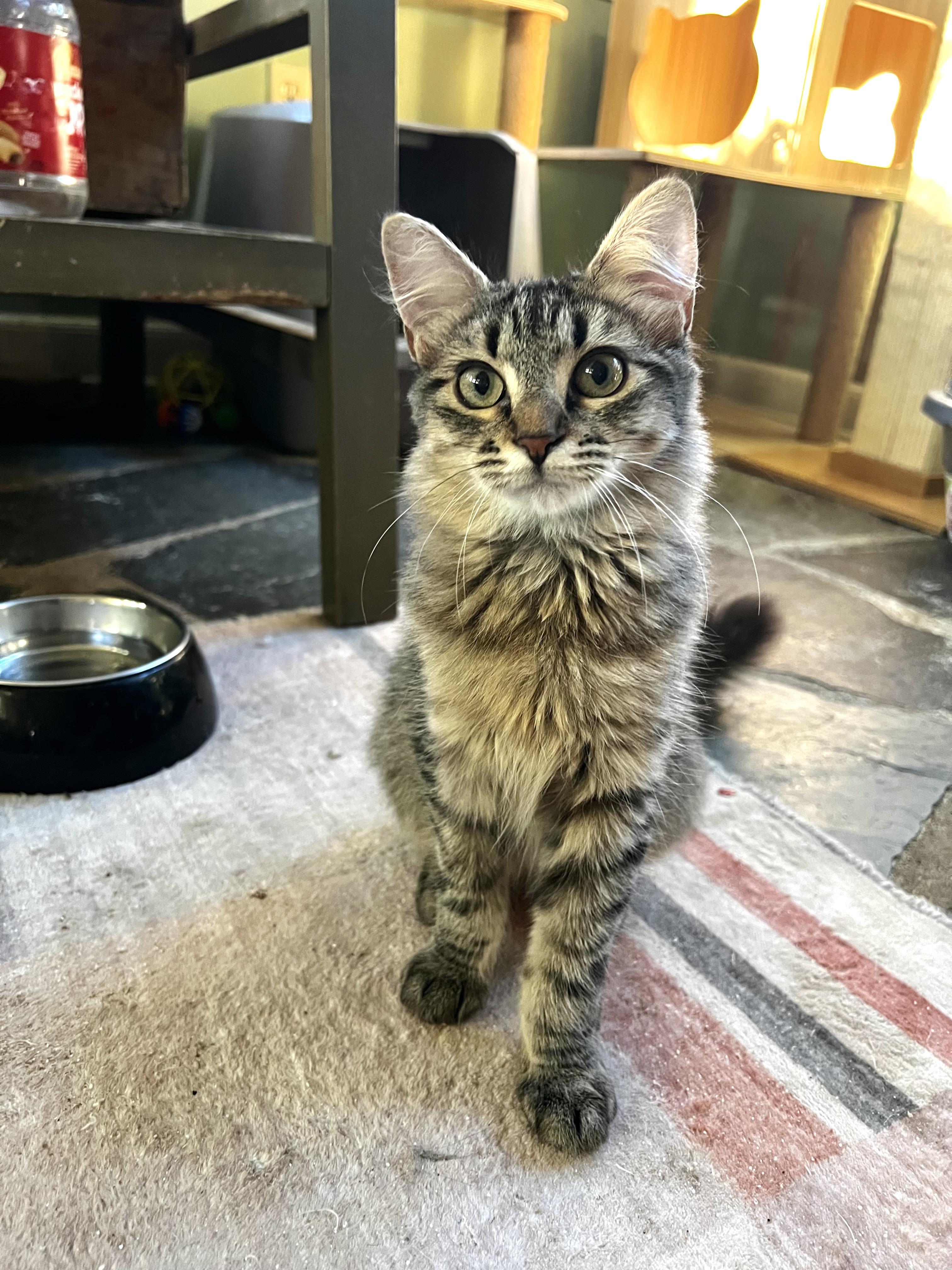 Enlarge Persephone, a Adopted Domestic Medium Hair in Maplewood, NJ image 4/6