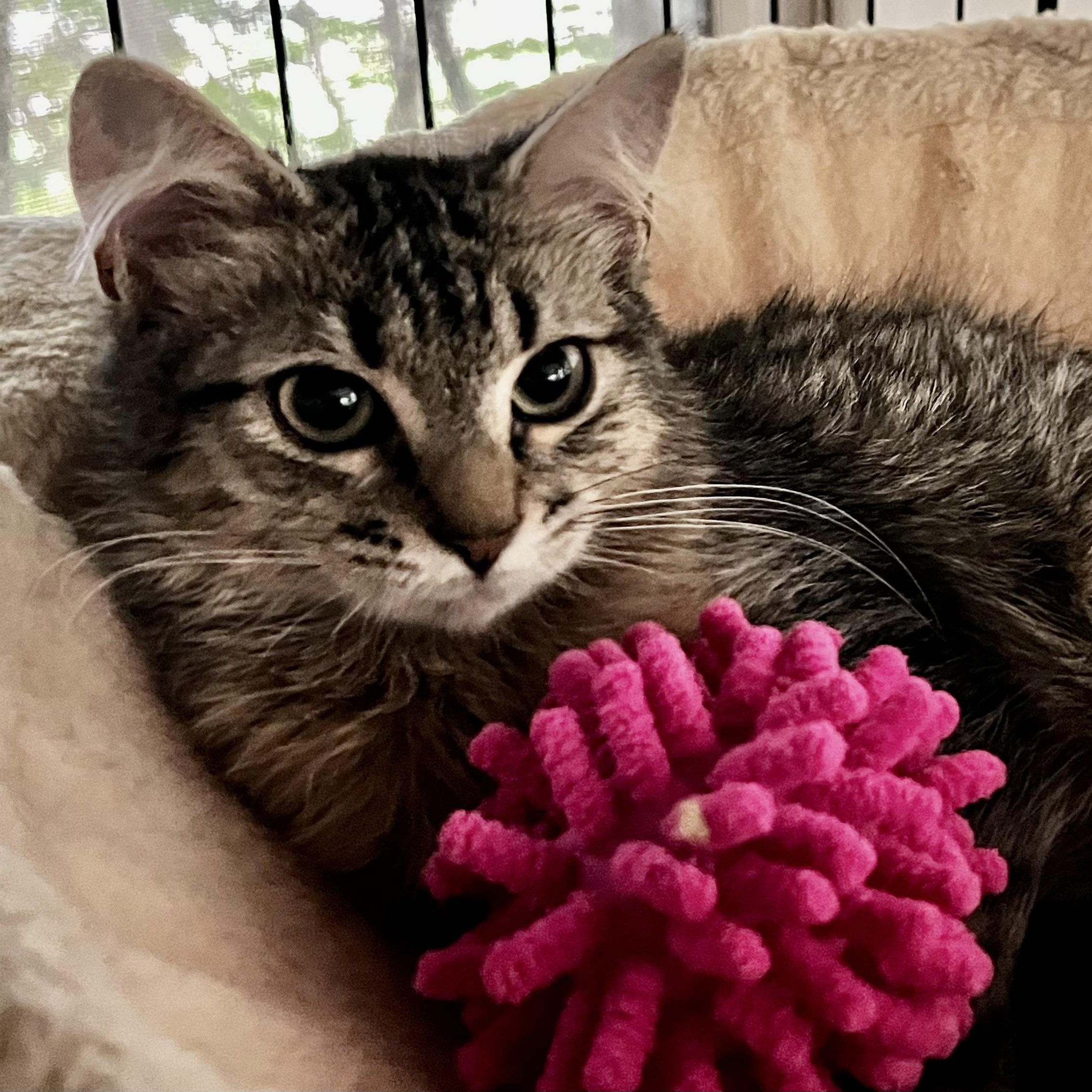 Enlarge Persephone, a ADOPTABLE Domestic Medium Hair in Maplewood, NJ image 4/5