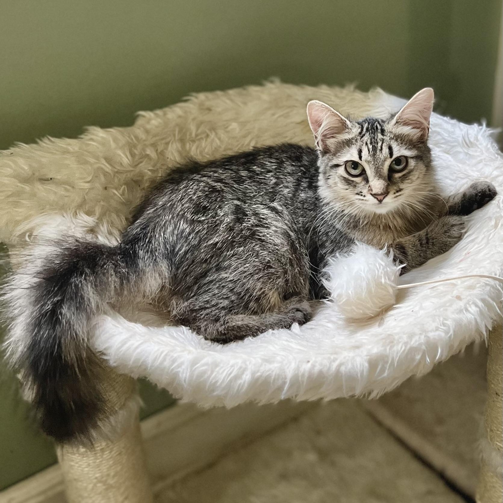 Enlarge Persephone, a Adopted Domestic Medium Hair in Maplewood, NJ image 2/6