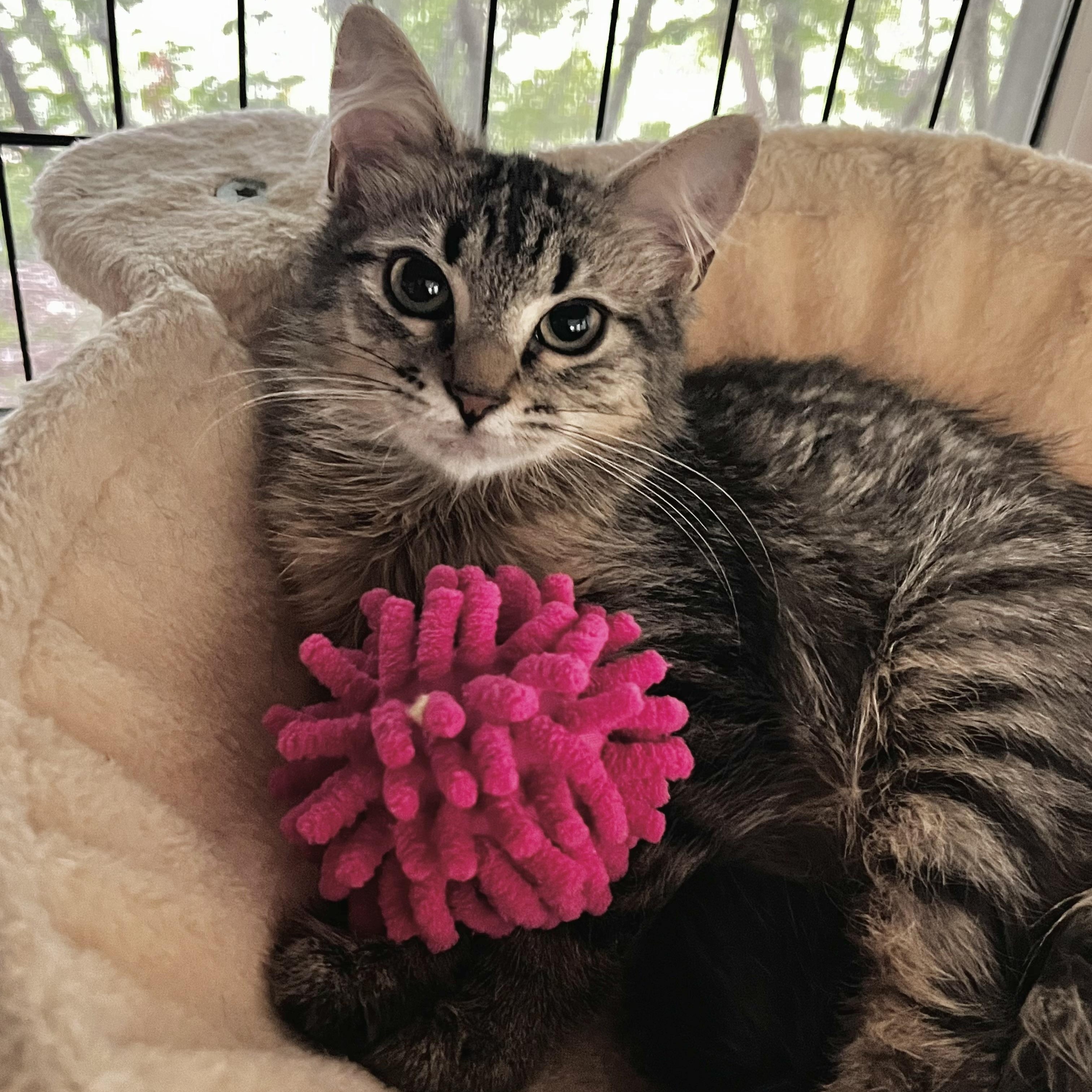 Enlarge Persephone, a ADOPTABLE Domestic Medium Hair in Maplewood, NJ image 1/5