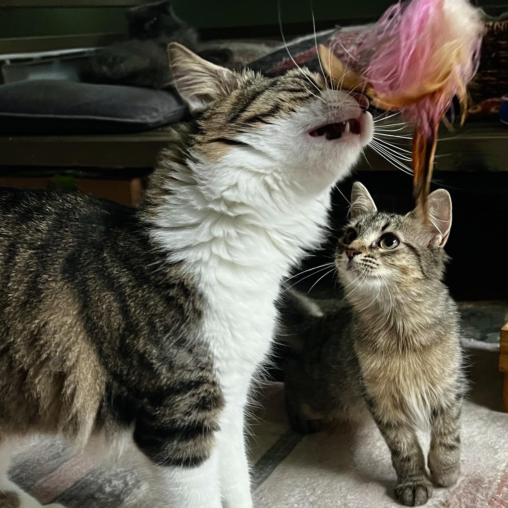 Enlarge Persephone, a Adopted Domestic Medium Hair in Maplewood, NJ image 3/6