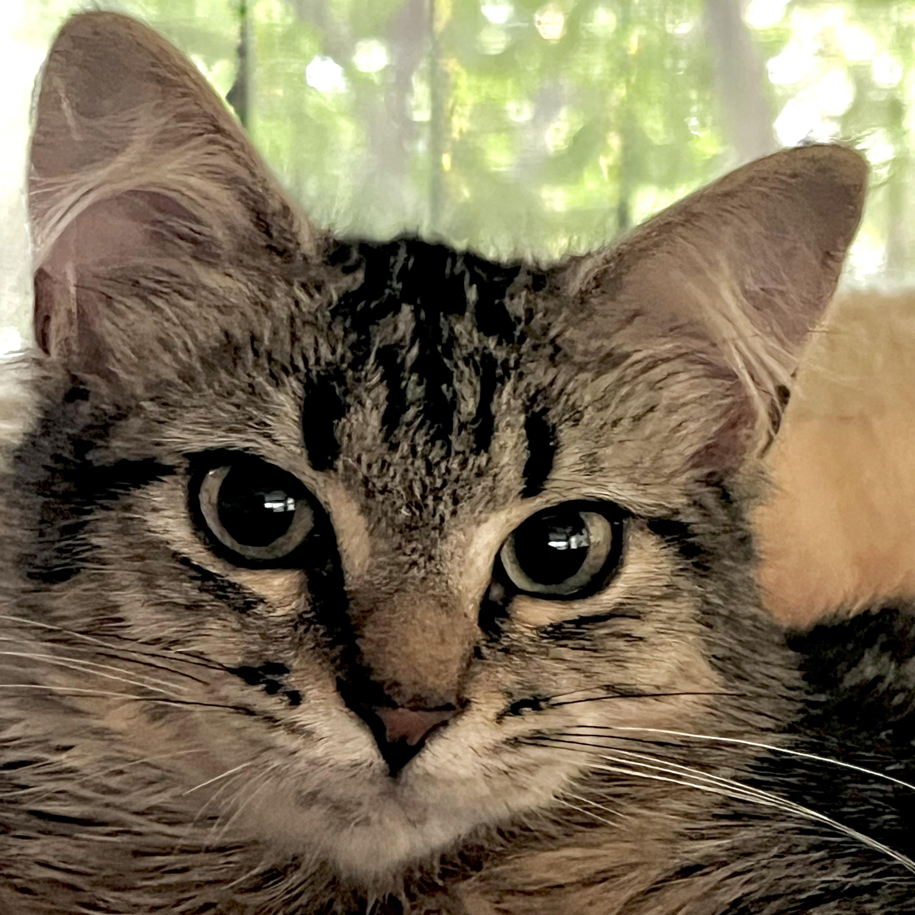 Enlarge Persephone, a ADOPTABLE Domestic Medium Hair in Maplewood, NJ image 5/5