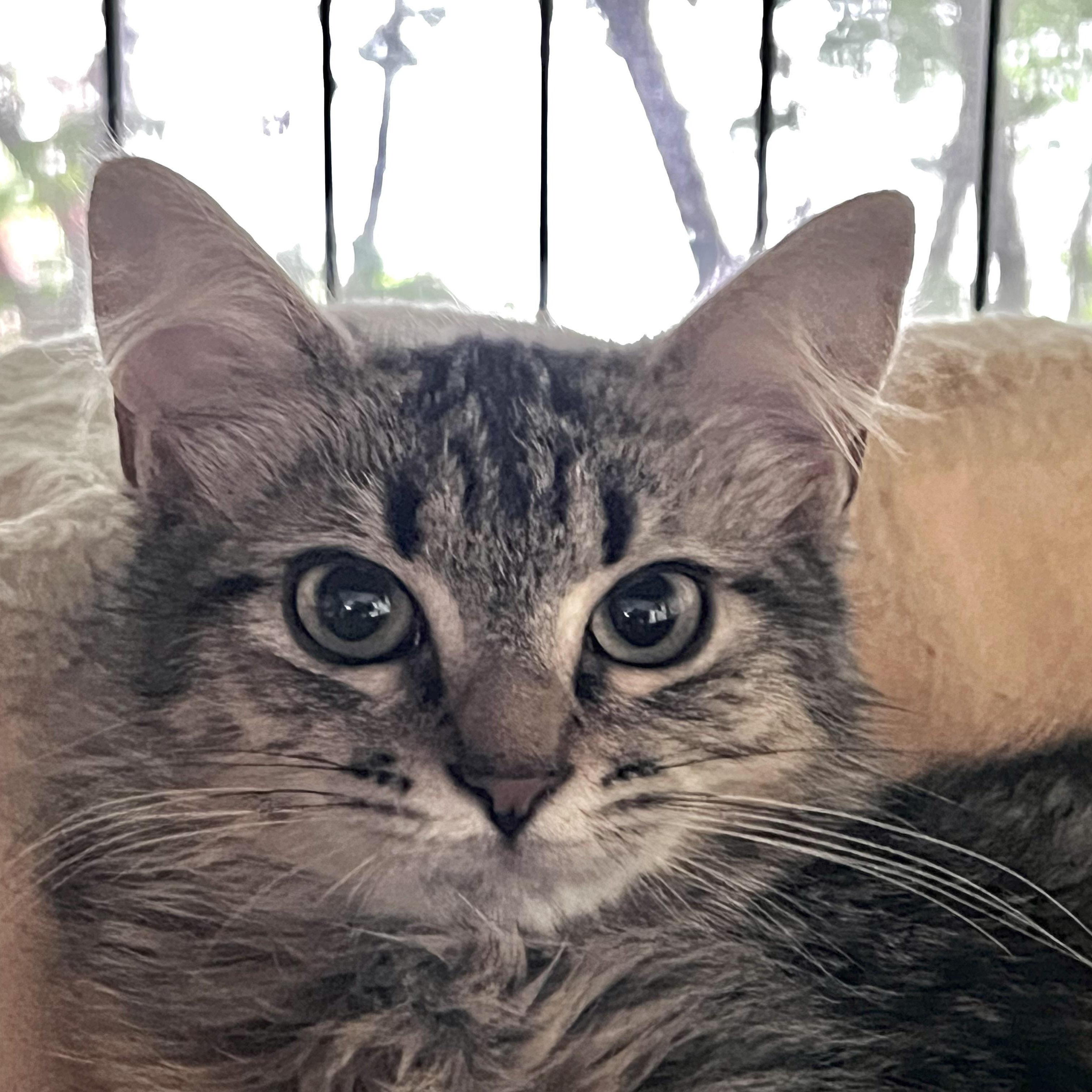 Enlarge Persephone, a ADOPTABLE Domestic Medium Hair in Maplewood, NJ image 3/5