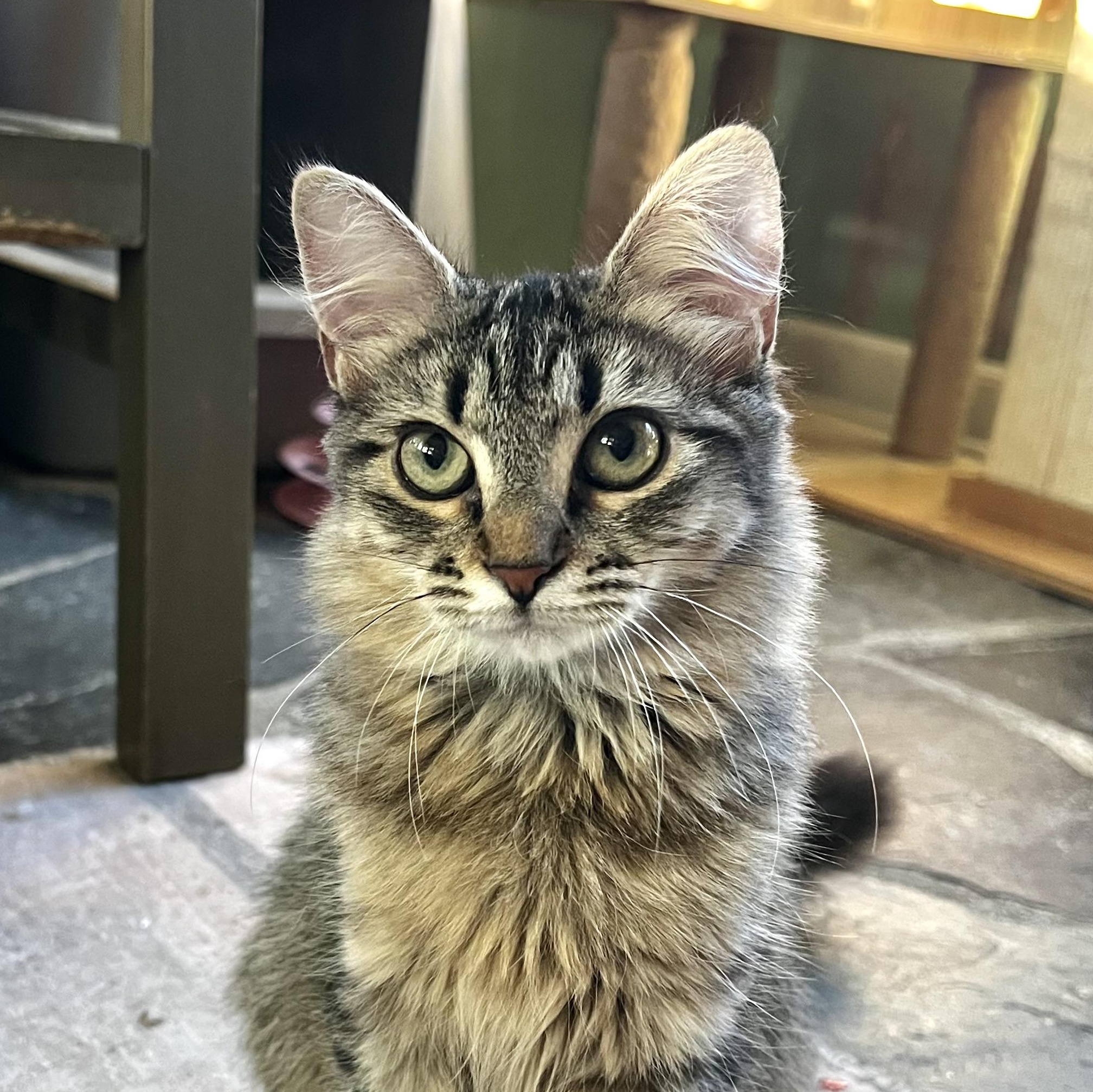 Persephone, Adopted, Kitten Female Domestic Medium Hair.