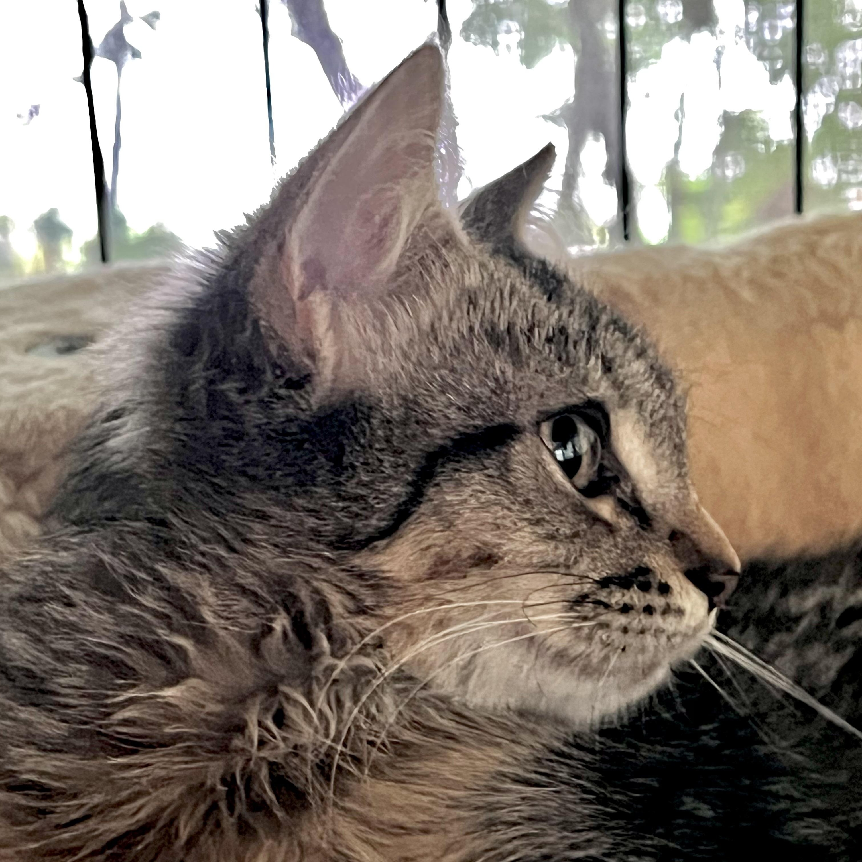 Enlarge Persephone, a ADOPTABLE Domestic Medium Hair in Maplewood, NJ image 2/5