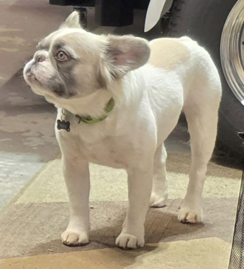 Milo, Adoptable, Adult Male French Bulldog.
