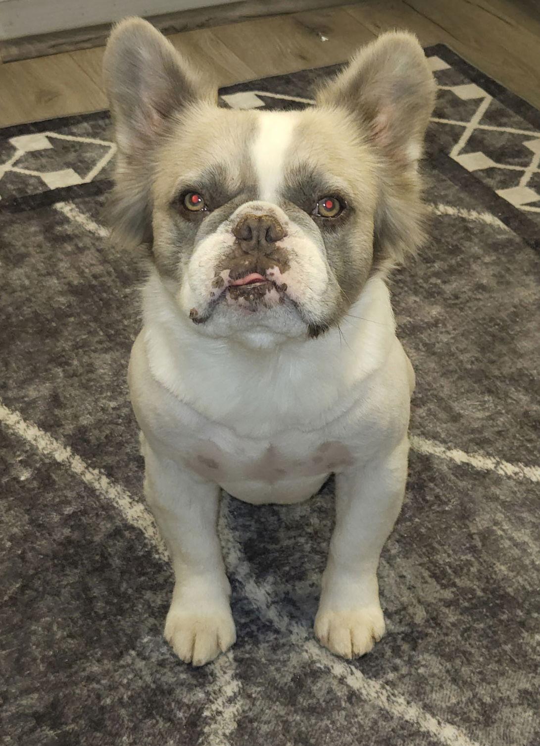 Enlarge Milo, a Adoptable French Bulldog in Hesperia, CA image 2/3