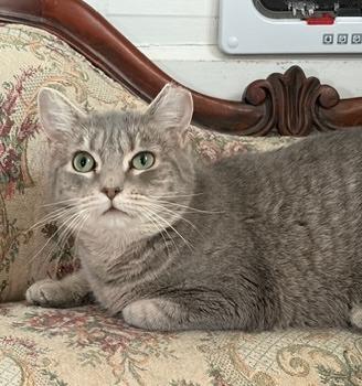 Enlarge Lulu, a Adoptable mixed breed in Walnutport, PA image 1/1