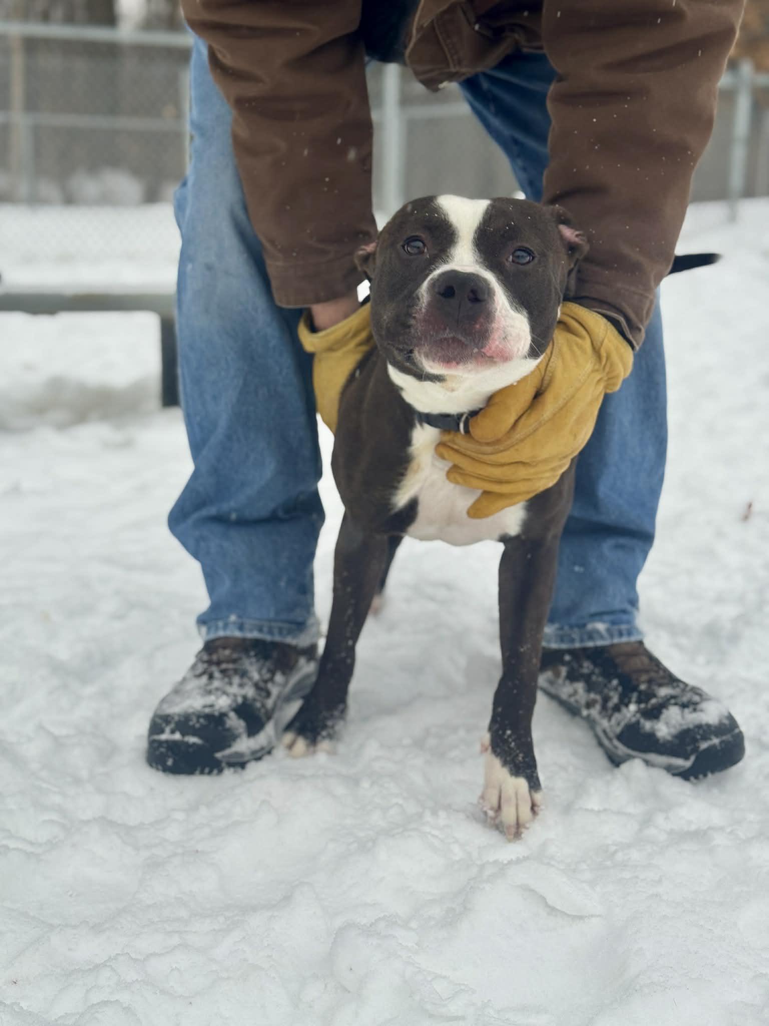 Mushu, a Adoptable Mixed Breed in Benton Harbor, MI image 4/6