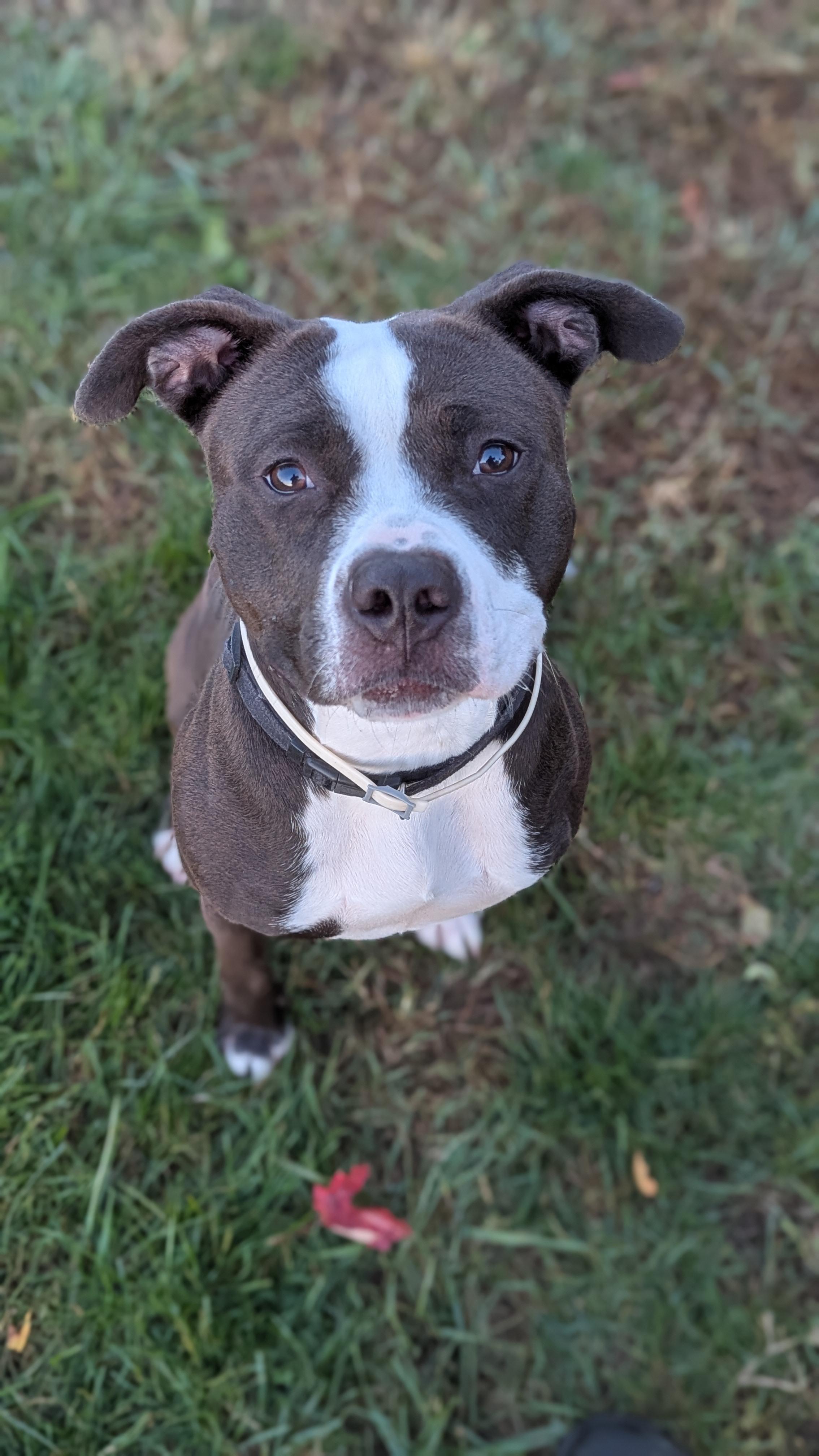 Mushu, a Adoptable Mixed Breed in Benton Harbor, MI image 3/6