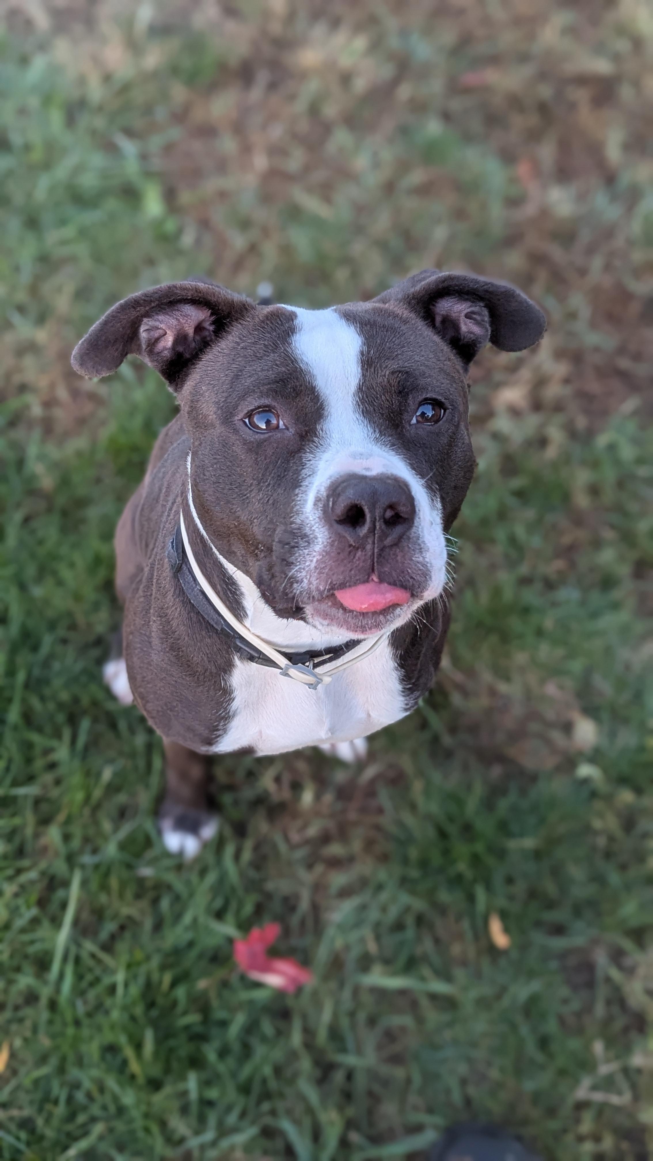 Mushu, Adoptable, Adult Female Mixed Breed.