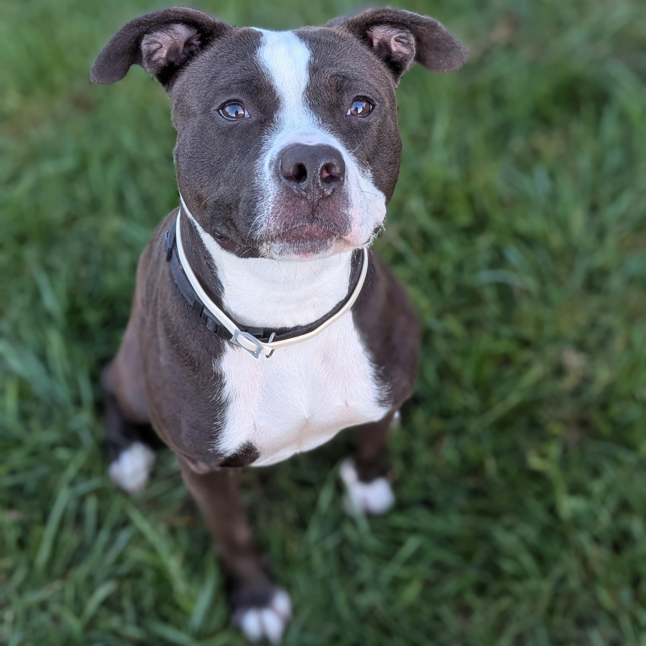 Mushu, Adoptable, Adult Female Mixed Breed.