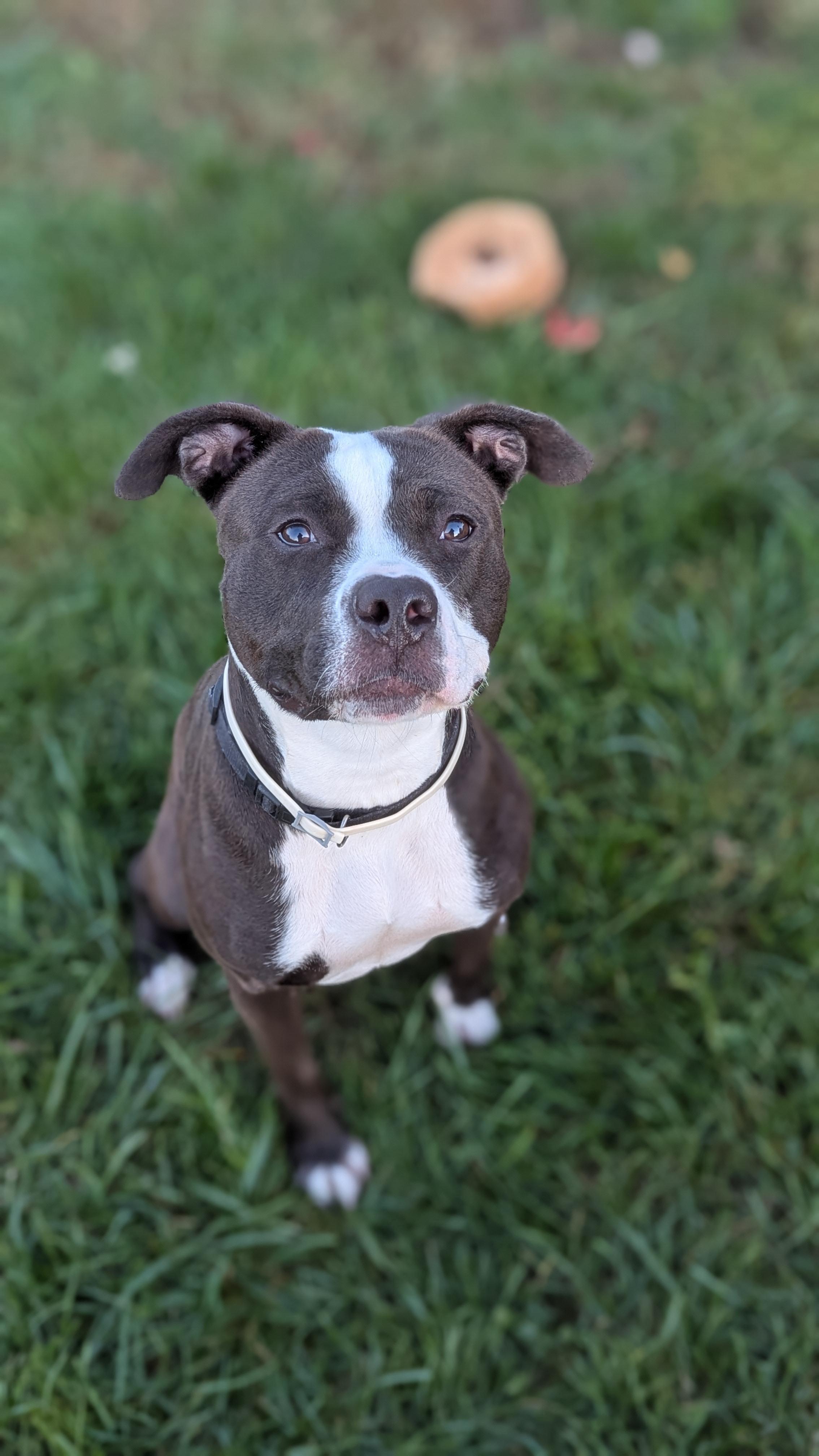 Mushu, a Adoptable Mixed Breed in Benton Harbor, MI image 4/6