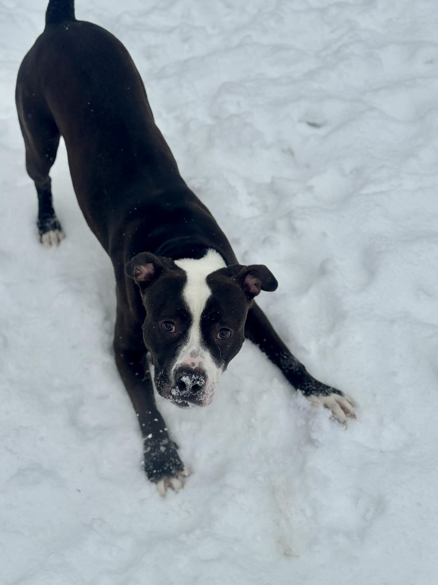 Mushu — thumbnail 3