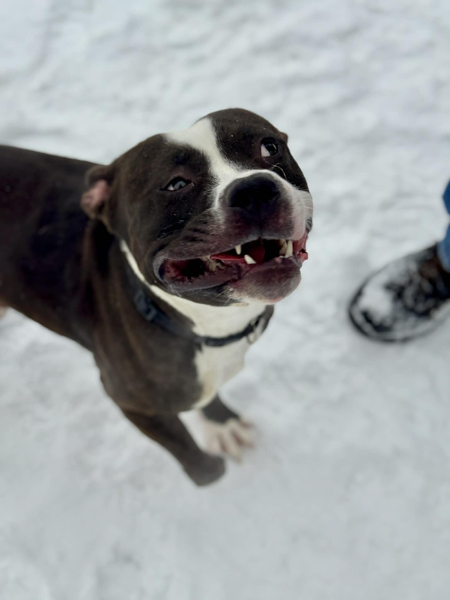 Mushu, a Adoptable Mixed Breed in Benton Harbor, MI image 6/6