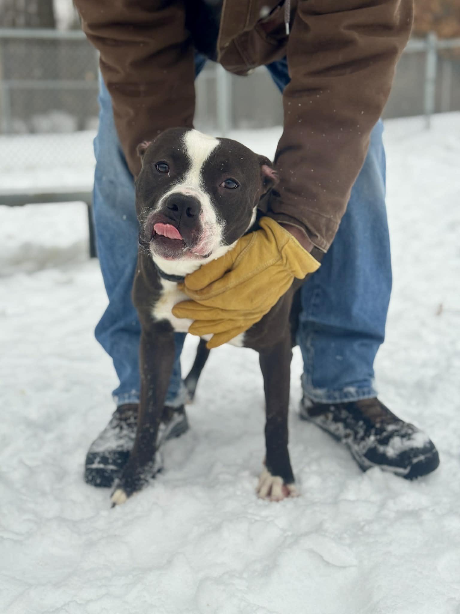 Mushu, a Adoptable Mixed Breed in Benton Harbor, MI image 3/6