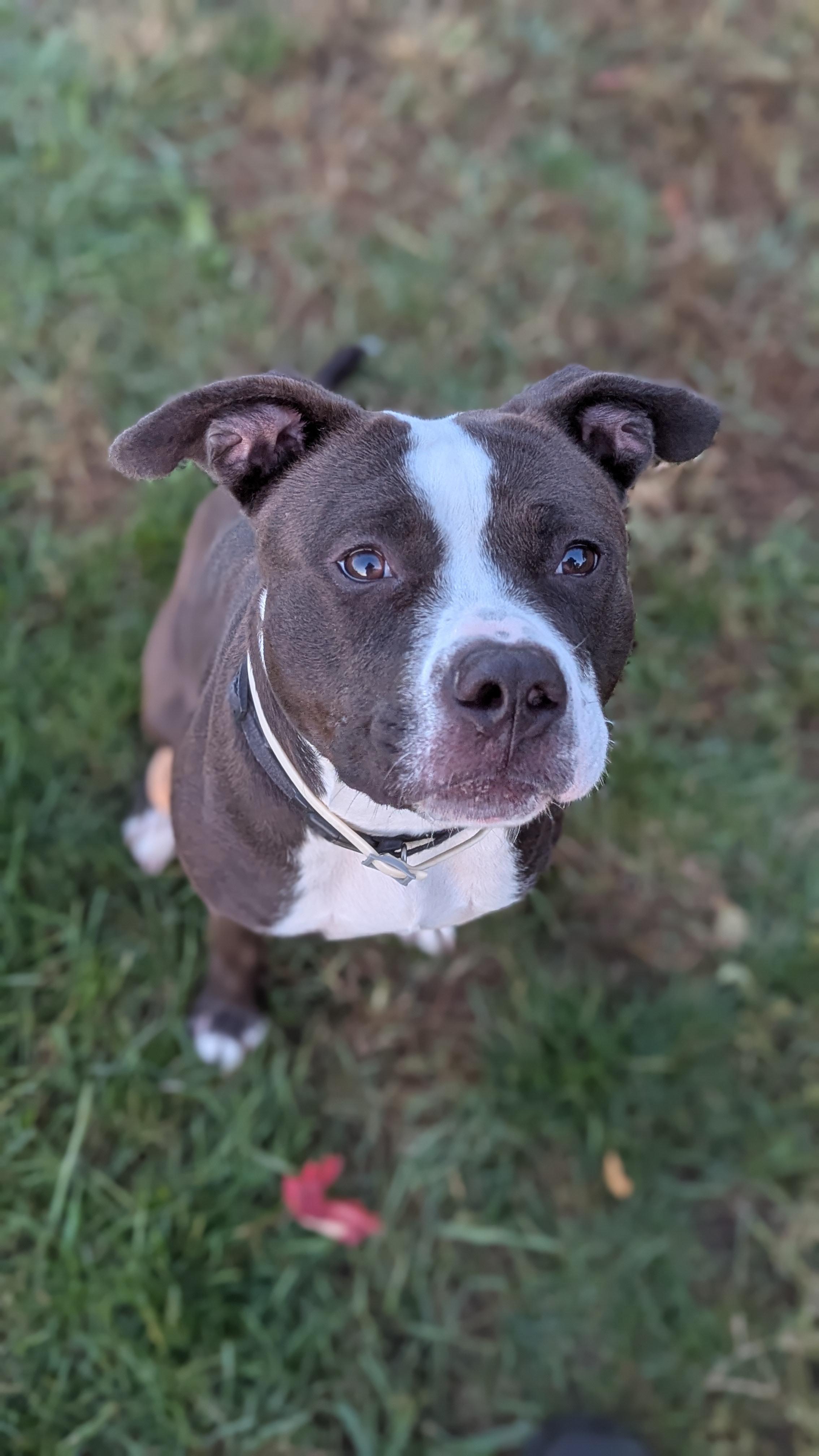 Mushu, a Adoptable Mixed Breed in Benton Harbor, MI image 2/6