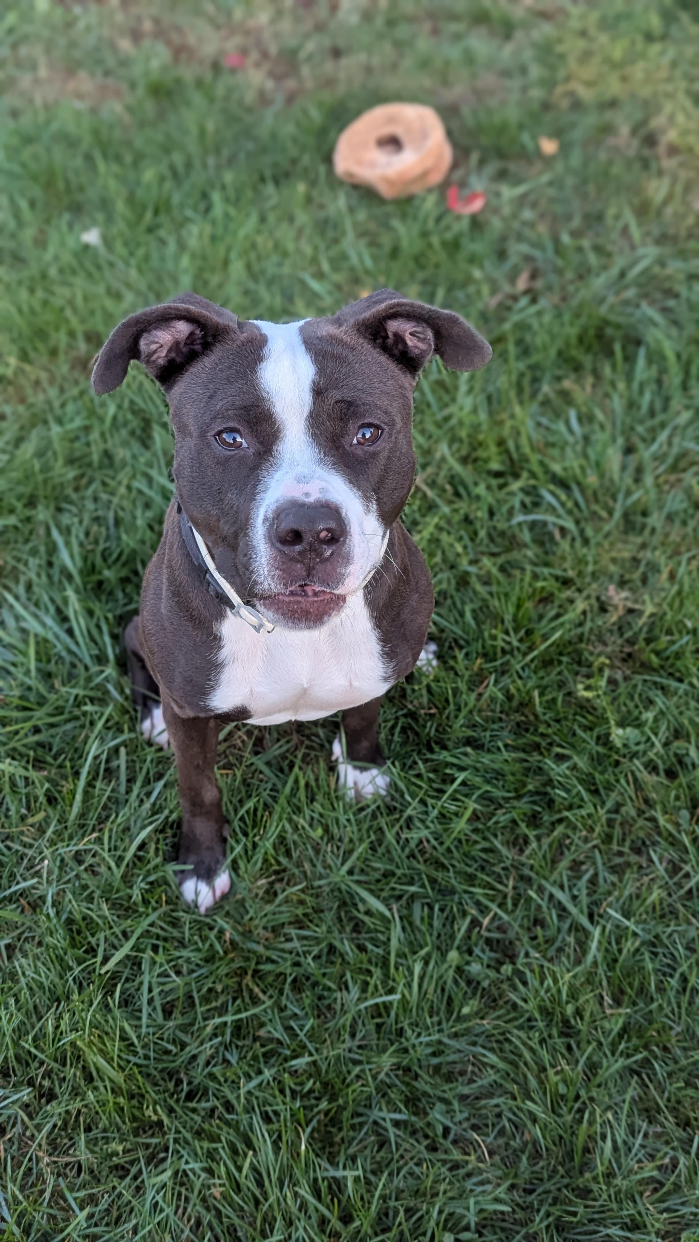 Mushu, a Adoptable Mixed Breed in Benton Harbor, MI image 5/6