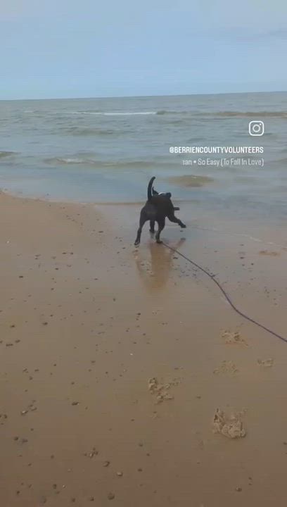 Enlarge Mushu, an adopted Mixed Breed in Benton Harbor, MI video 2/6