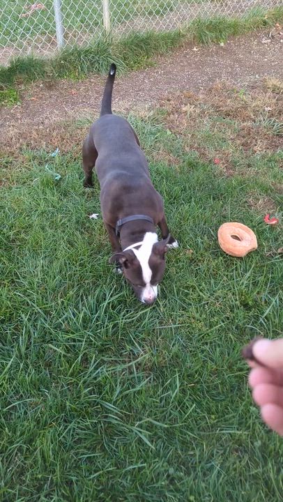 Enlarge Mushu, a Adoptable Mixed Breed in Benton Harbor, MI video 6/6