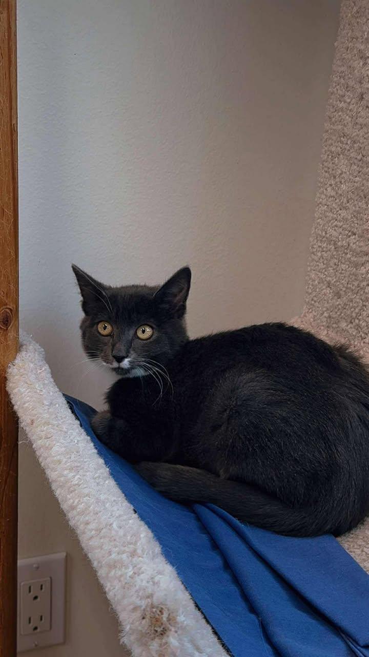 Ivan & Lani (Bonded Pair), an adoptable Domestic Short Hair in Cherryfield, ME, 04622 | Photo Image 1