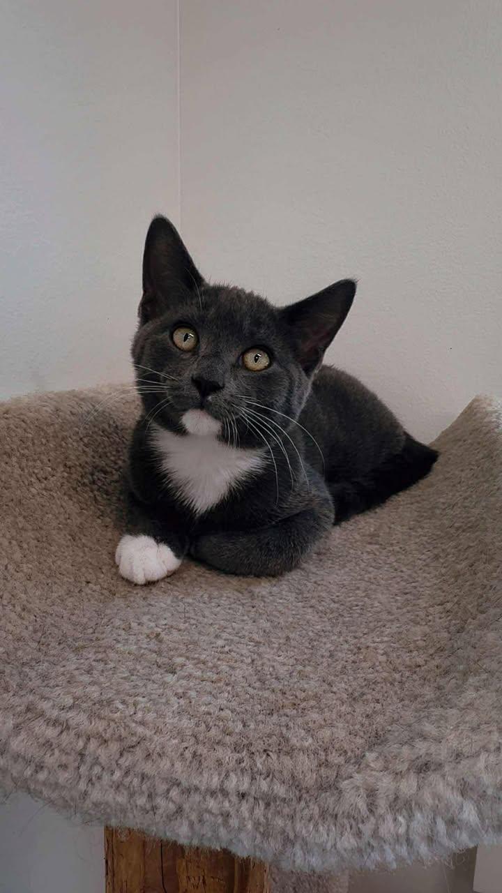 Ivan & Lani (Bonded Pair), an adoptable Domestic Short Hair in Cherryfield, ME, 04622 | Photo Image 2