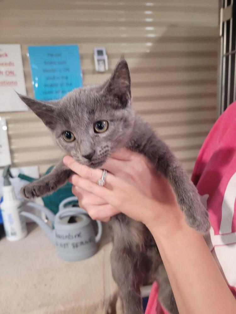 Tinsel, Adoptable, Kitten Female Domestic Short Hair.