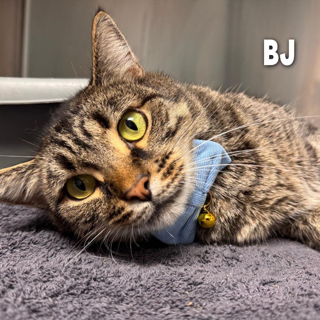 Bj, Adoptable, Adult Male Domestic Medium Hair.