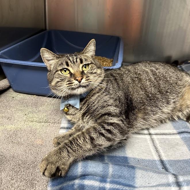 Enlarge Bj, a Adoptable Domestic Medium Hair in Oak Ridge, TN image 3/6
