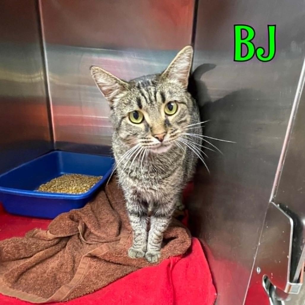 Enlarge Bj, a Adoptable Domestic Medium Hair in Oak Ridge, TN image 2/4
