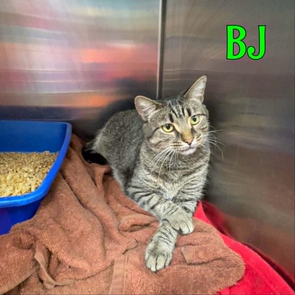 Enlarge Bj, a Adoptable Domestic Medium Hair in Oak Ridge, TN image 3/4