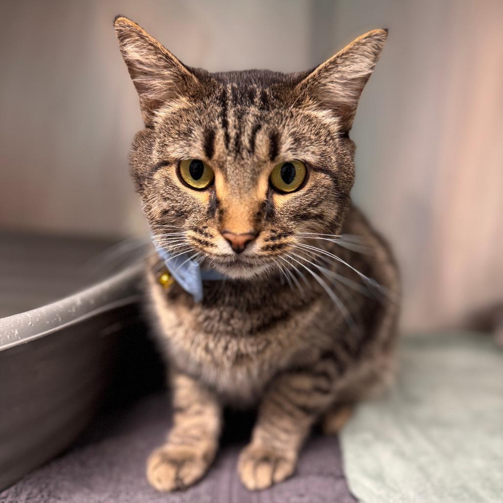 Enlarge Bj, a Adoptable Domestic Medium Hair in Oak Ridge, TN image 4/6