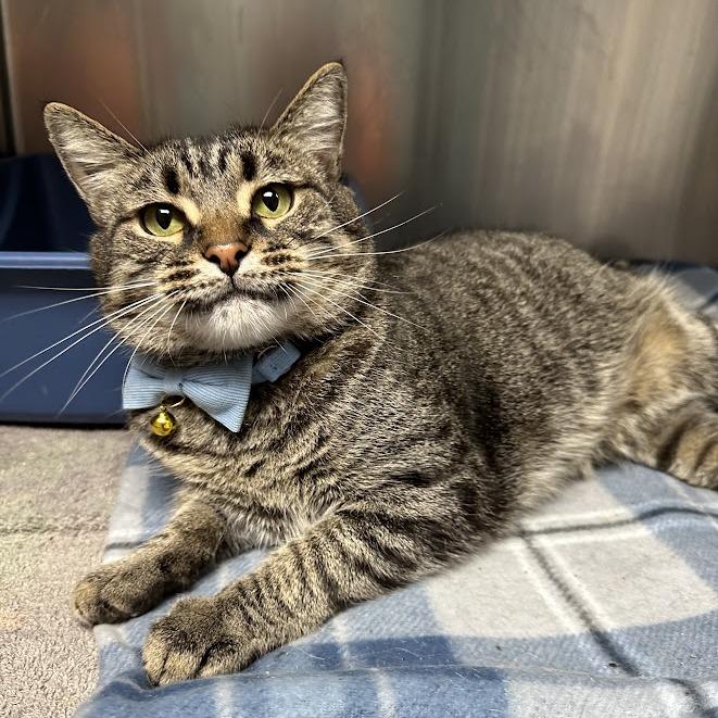Enlarge Bj, a Adoptable Domestic Medium Hair in Oak Ridge, TN image 5/6