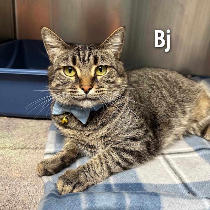 Enlarge Bj, a Adoptable Domestic Medium Hair in Oak Ridge, TN image 6/6