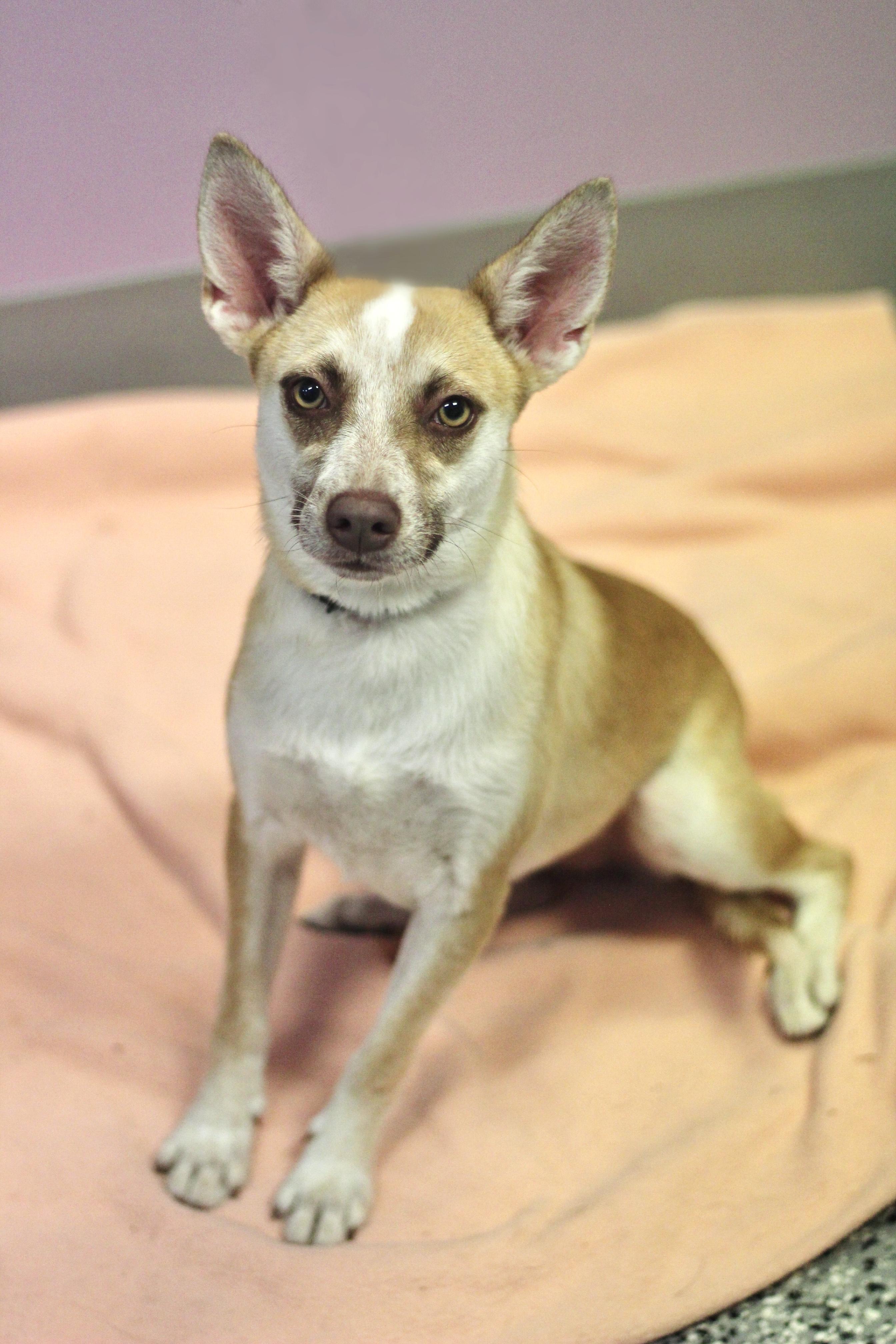 Enlarge Shortie in NH. Come Meet our Adoptable Dogs Wednesday-Saturday. More info in Bio, a ADOPTABLE mixed breed in Manchester, NH image 1/1