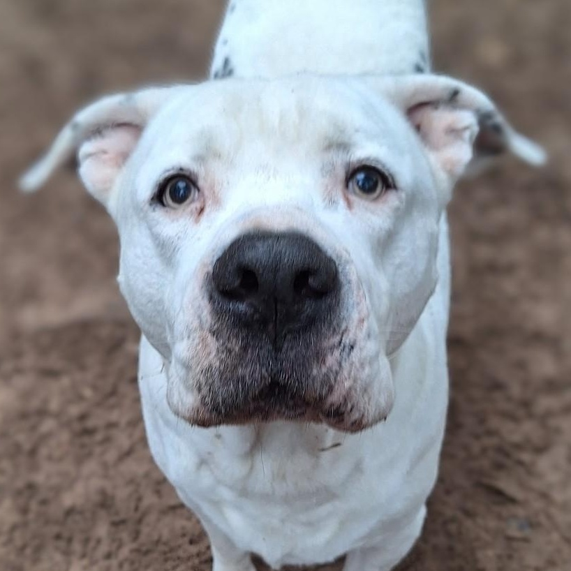 Dom, Adult Male American Bulldog