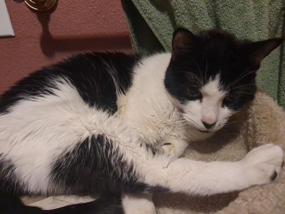 Binx, Adoptable, Senior Female Domestic Short Hair.