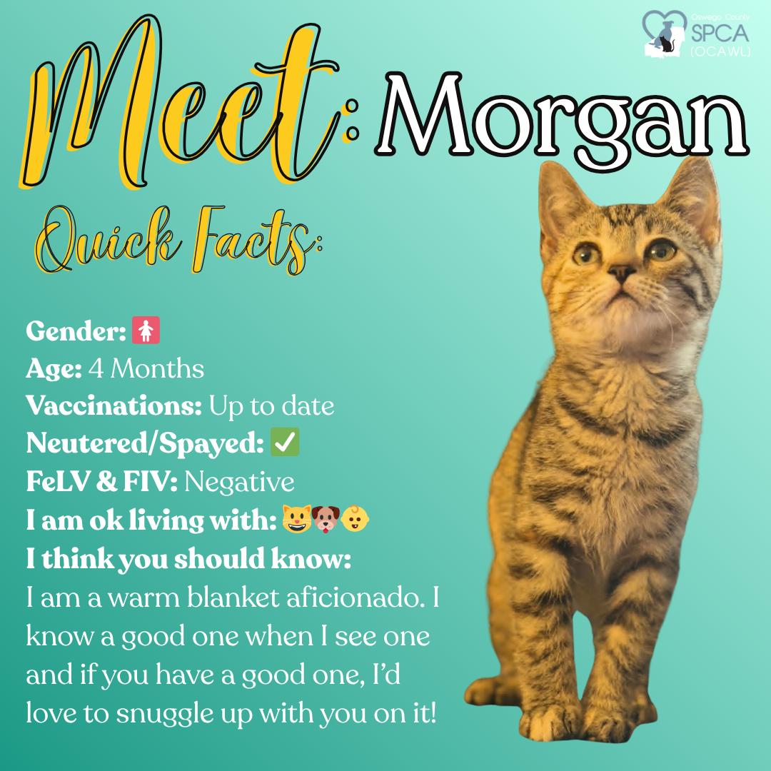 Morgan, ADOPTABLE, Young Female Tiger.
