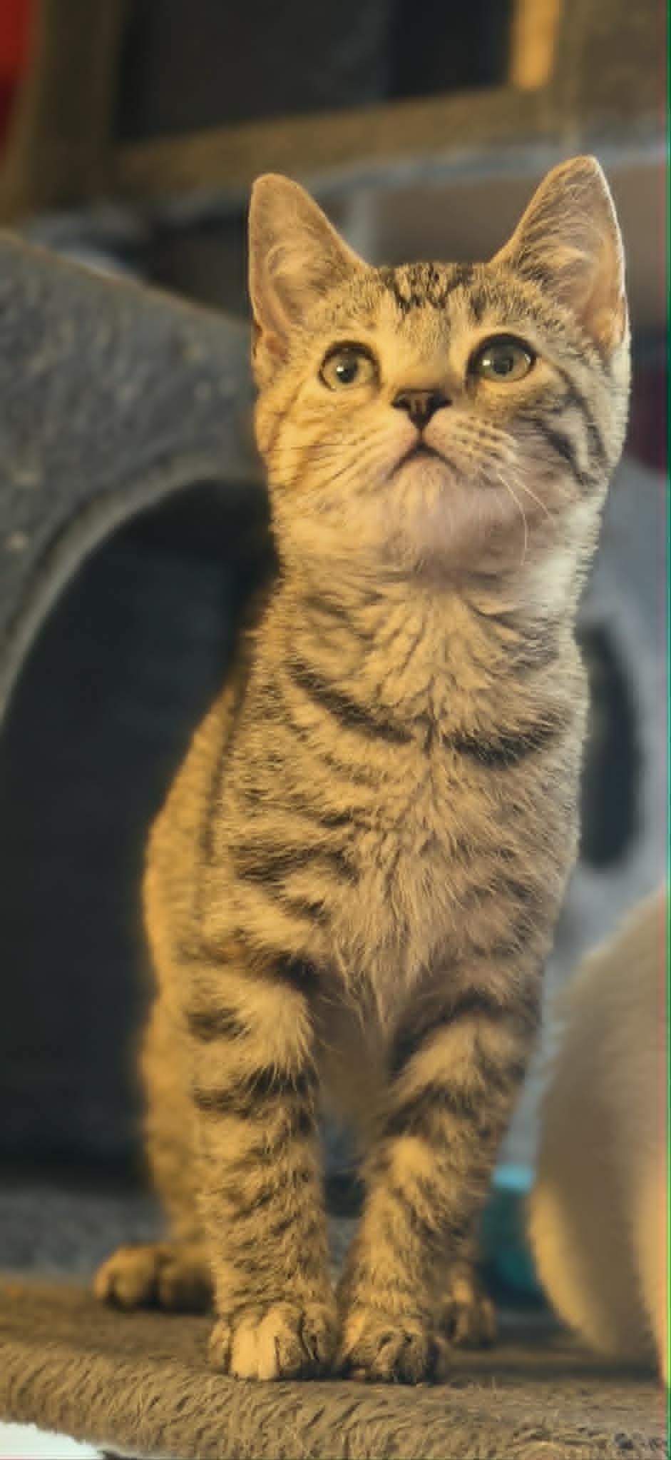 Enlarge Morgan, a ADOPTABLE Tiger in Fulton, NY image 3/3