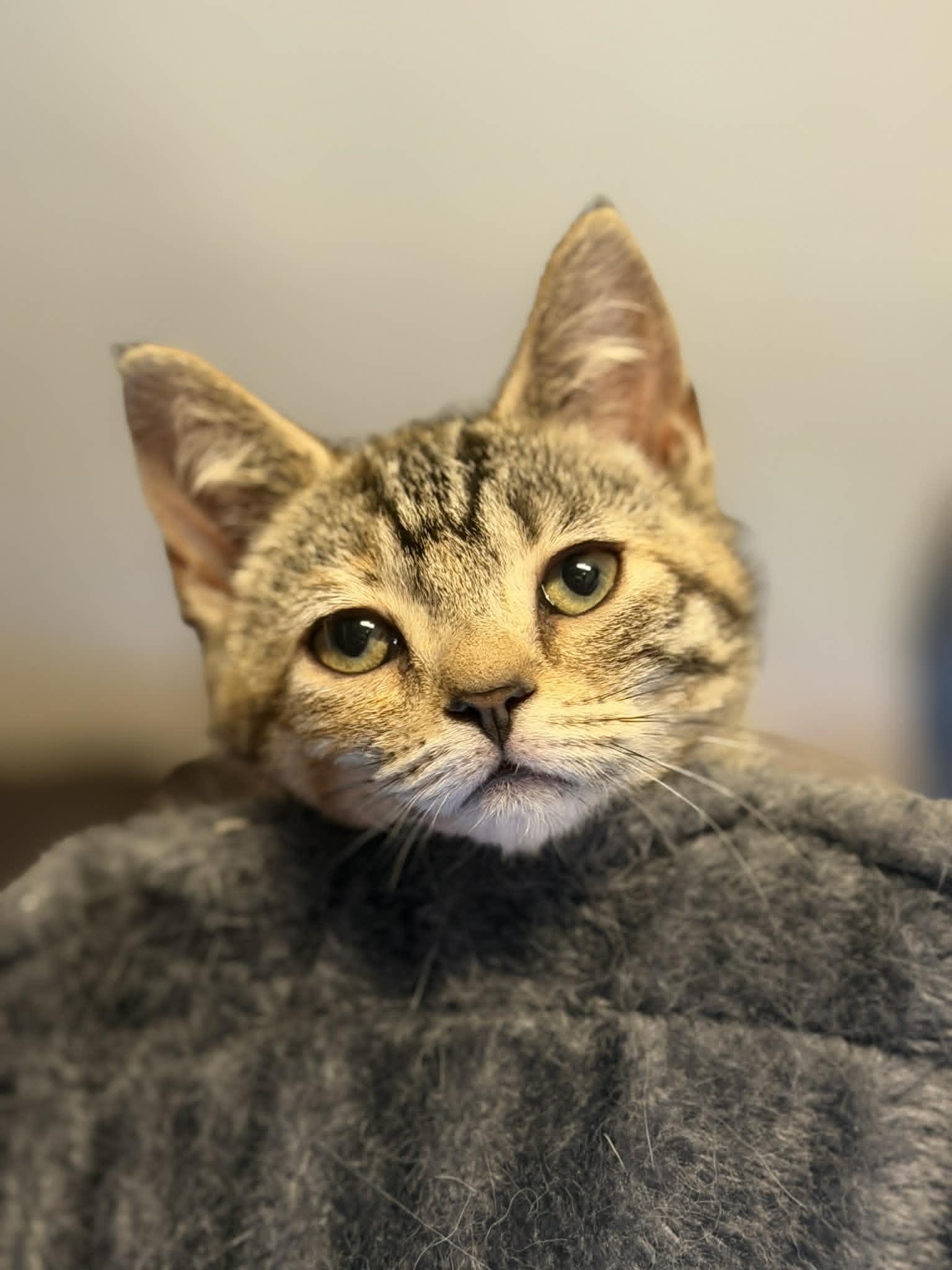 Enlarge Morgan, a ADOPTABLE Tiger in Fulton, NY image 2/3