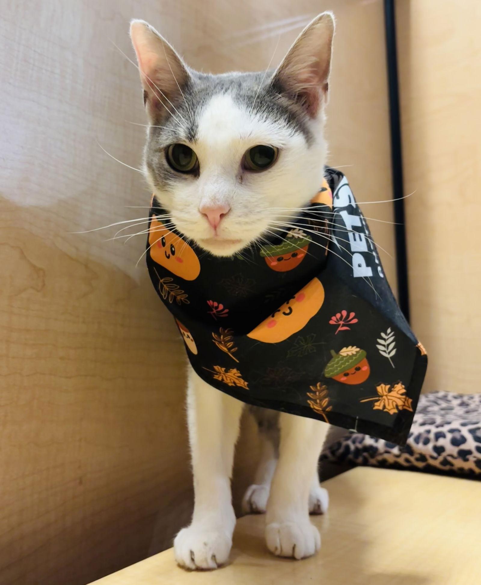 Mae, Adoptable, Adult Female Domestic Short Hair.