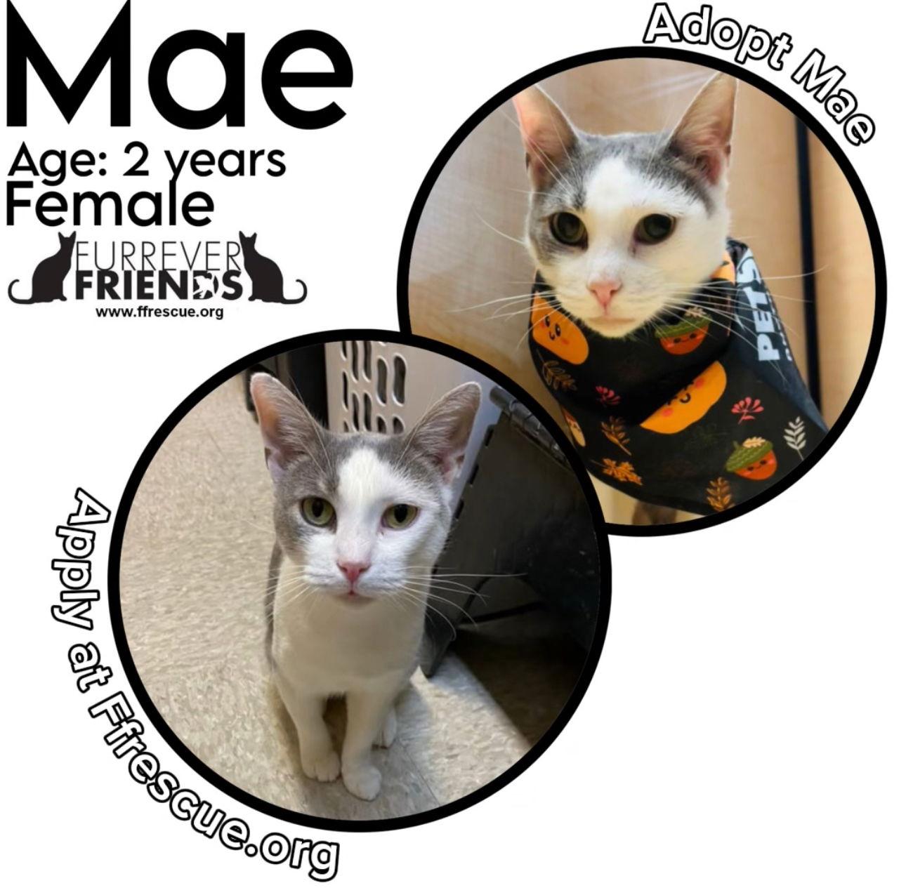 Enlarge Mae, a Adoptable Domestic Short Hair in Woodbury, NJ image 2/3