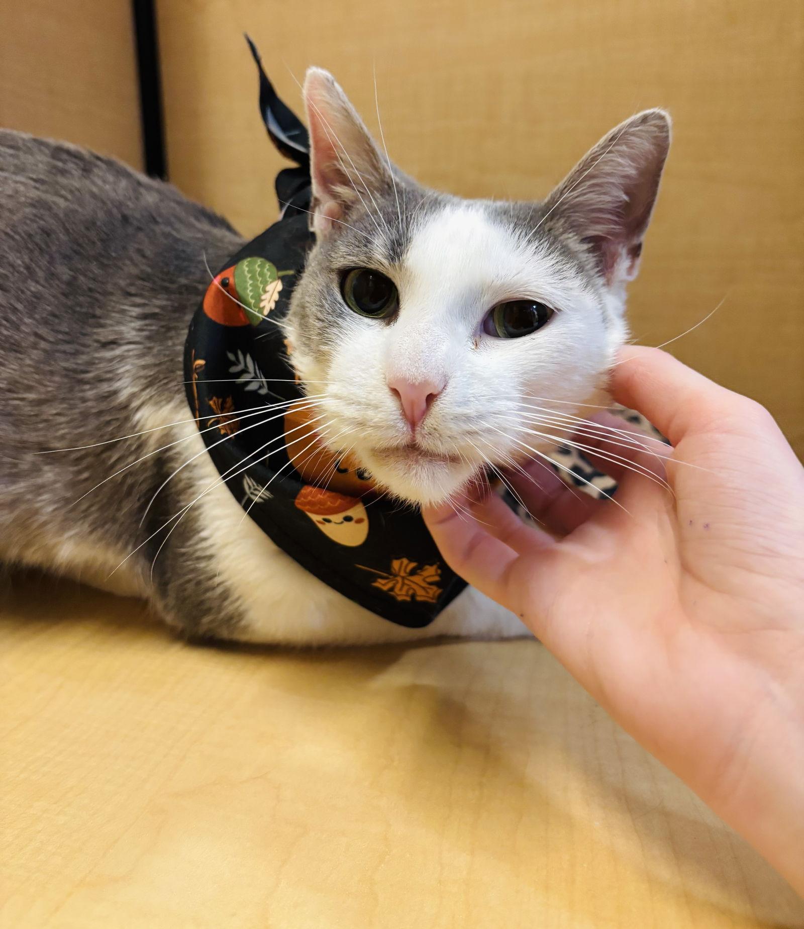 Enlarge Mae, a Adoptable Domestic Short Hair in Woodbury, NJ image 3/3