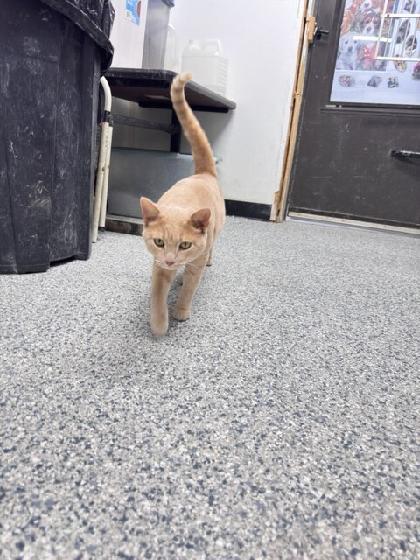 Enlarge Randy, a Adoptable Domestic Short Hair in Knoxville, IA image 1/1