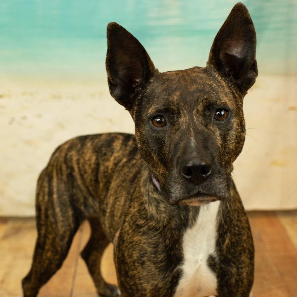 Enlarge Willow, a Adoptable Pit Bull Terrier in East Saint Louis, IL image 1/6