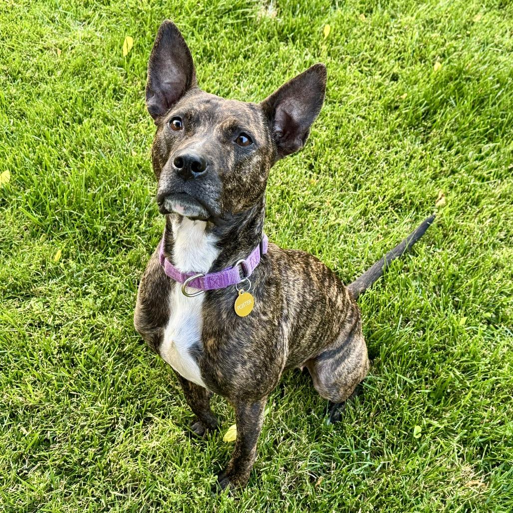 Enlarge Willow, a Adoptable Pit Bull Terrier in East Saint Louis, IL image 2/6