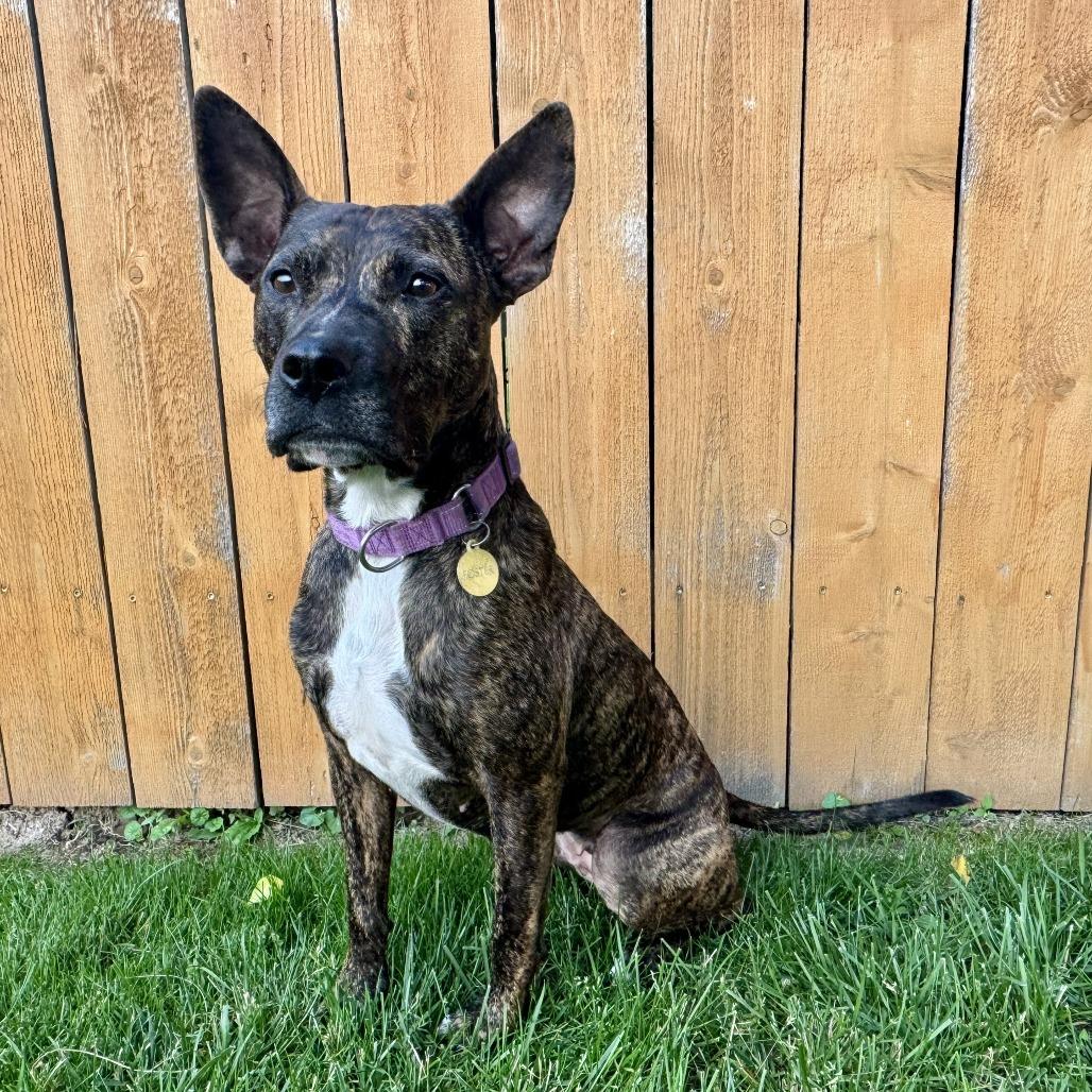 Enlarge Willow, a Adoptable Pit Bull Terrier in East Saint Louis, IL image 3/6