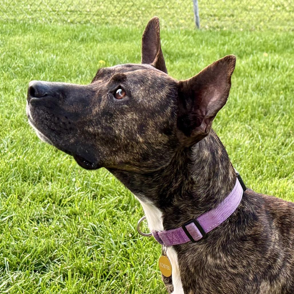 Enlarge Willow, a Adoptable Pit Bull Terrier in East Saint Louis, IL image 4/6